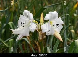 Image result for Crinum harmsii