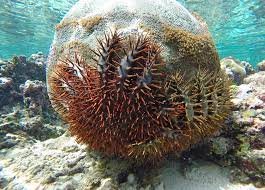 Crown Of Thorns Starfish Facts Habitat Predators Pictures