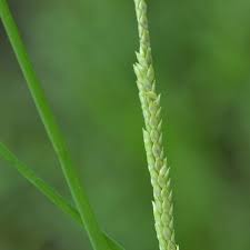 Image result for Setaria geminata