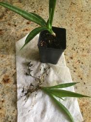 Image result for Sansevieria dooneri