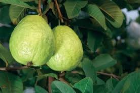 Buy fruit trees & plants at naturehills.com. White Guavas Tropical Fruit Trees Buy Online In Andorra At Andorra Desertcart Com Productid 81972258