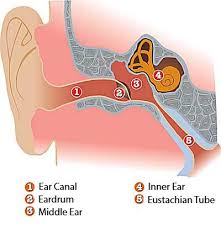 Image result for Inner Ear Decompression Sickness