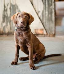 Image result for chesapeake bay retrívr