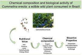 Image result for Commelina bracteosa