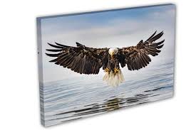 Check spelling or type a new query. Eagle Landing Canvas Print Wall Art Home Decor Wall Decor Interior Canvas Quest