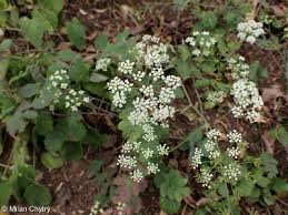 Image result for Pimpinella afra