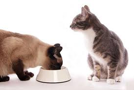 How to transition cat food. How To Transition To A Raw Cat Food Diet