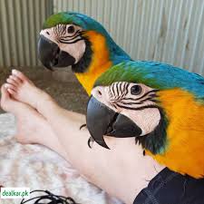 Birds for sale near me. Macaws And Parrots For Sale Near Me Birds