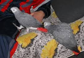Birds For Sale In Florida Craigslist Decatur Very Healthy Tamed African Grey Parrots Craigslist Illinois African Grey Parrot African Grey Congo African Grey