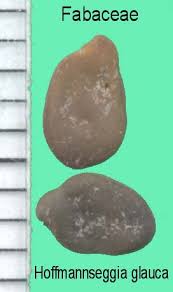 Image result for Aeschynomene glauca