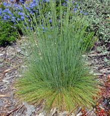 Image result for Festuca chodatiana