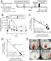 The photos of hsv 2 pictures below are not recommended for people with a weak psyche! Plos One Pan Hsv 2 Igg Antibody In Vaccinated Mice And Guinea Pigs Correlates With Protection Against Herpes Simplex Virus 2