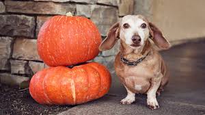 Canned Pumpkin For Dogs And Cats Pet Health Insurance Tips