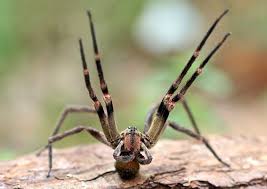 Apesar de existirem sim espécies de aranhas inofensivas, o brasil, junto a austrália , é o país que mais possui versões altamente venenosas. As 10 Aranhas Mais Venenosas Do Planeta Diario Do Estado