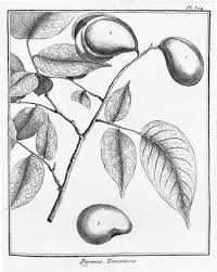 Image result for Crudia