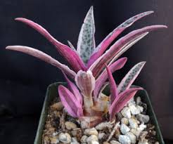 Image result for Ledebouria Unidentified sp. no6.