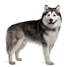 Las carreras de trineo con perros de iditarod son el evento invernal más popular de alaska. Perro Alaskan Malamute Caracteristicas Fotos Y Videos