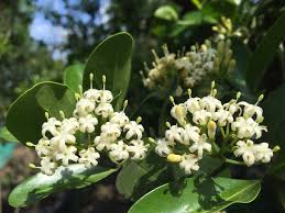 Image result for Psydrax