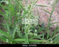 Image result for Dinebra retroflexa