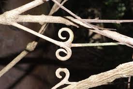 Image result for Hugonia platysepala