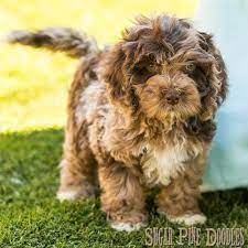 Chocolate Merle Australian Labradoodle Puppy Australian Labradoodle Puppies Australian Labradoodle Labradoodle Puppy