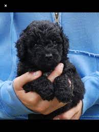 Pin By Sally Cherner On Boston Strong Australian Labradoodle Puppies Black Labradoodle Puppy Labradoodle Puppy