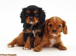 Maybe you would like to learn more about one of these? Dogs Cavalier King Charles Puppies Photo Cavalier King Charles Spaniel King Charles Cavalier Spaniel Puppy King Charles Puppy