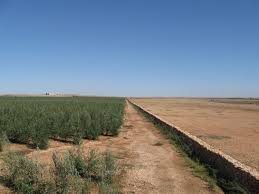 Atlas Olive Oils Has Been Producing The Best Extra Virgin Olive Oils Since 1887