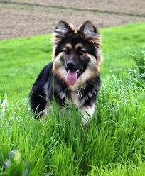 German Shepherd Husky Mix Black And Brown Dog German Shepherd Husky Mix German Shepherd Husky Mix German Shepherd Husky Husky Mix