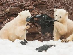About press copyright contact us creators advertise developers terms privacy policy & safety how youtube works test new features press copyright contact us creators. Polar Bears Pictured Playing With Plastic On Remote Arctic Island The Independent The Independent