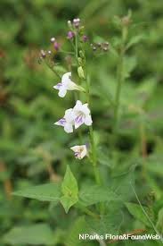 Image result for Asystasia sp. (Biegel 5184)