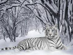 Libros tigre blanco gratis es uno de los libros de ccc revisados aquí. 16 Ideas De Tigre Blanco Tigre Blanco Tigre Animales