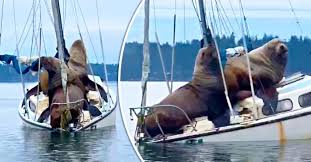 Hingga 2003, singa laut jepang dianggap sebagai salah satu upaspesies dari singa laut california dengan nama zalophus californianus japonicus. Jom Lepak Sat Duo Singa Laut Takluk Kapal Layar Kecil Hingga Nak Tenggelam Video Mykmu Net