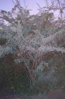 Image result for Albizia anthelmintica