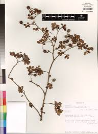 Image result for Bivinia jalbertii