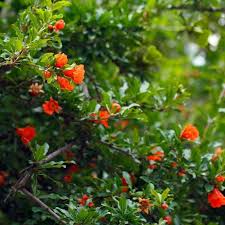 Dwarf Pomegranate Punica Granatum Nana Live Plant Fruit Tree Drought Tolerant Fruit Trees Live Plants Dwarf Fruit Trees