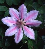 When you buy a plant, the tag will often tell you which group it's in. Pruning Clematis Gardenforum Horticulture