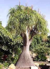 Image result for Beaucarnea recurvata