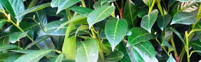 Cherry laurel is hardy in u.s. How To Prune Cherry Laurels Oleomac