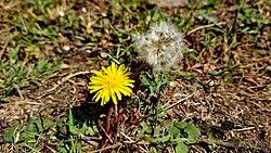 Image result for Taraxacum