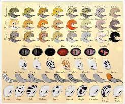 Maybe you would like to learn more about one of these? Leopard Gecko Morphs Terra Gecko Magazine Facebook