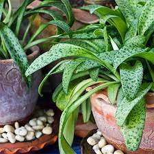 Maybe you would like to learn more about one of these? Indoor Plants The Home Depot