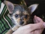 Yorkie Chihuahua Mix: All About The Fiesty Chorkie (#1 ...
