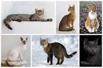 Types of Cats with Photos - Cat Breeds Junction