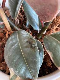 None of the leaves are drooping, but most are getting these black spots. Black Spot On Ficus Elastica Tineke Rubber Tree Plantclinic
