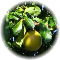 We did not find results for: Calabash Tree
