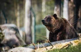 966 bear hd wallpapers and background images. 500 Bear Pictures Hd Download Free Images On Unsplash