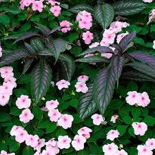 Image result for Impatiens zombensis