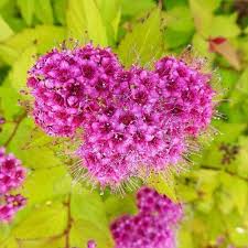Image result for spirea japonica gold princess