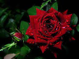 Hd Wallpaper Natural Love Wallpaper Cave